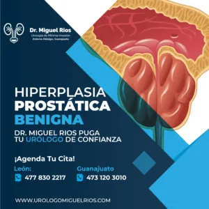 Crecimiento de prostata en león